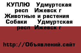 КУПЛЮ - Удмуртская респ., Ижевск г. Животные и растения » Собаки   . Удмуртская респ.,Ижевск г.